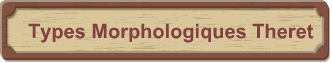 Types Morphologiques Theret