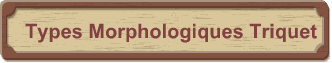 Types Morphologiques Triquet